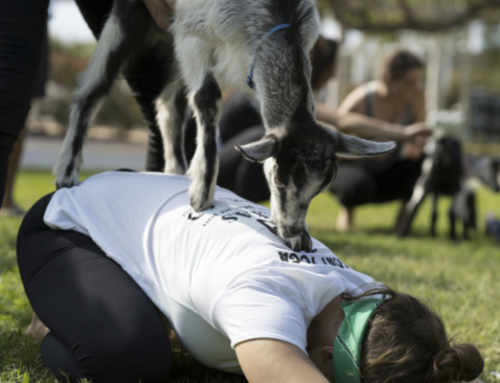 Original Goat Yoga – Alvin, Tx
