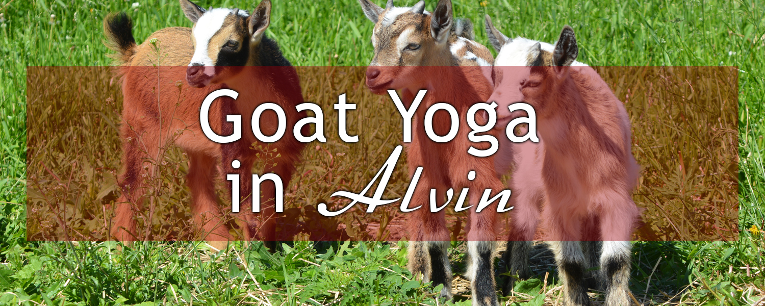 Feature photo of Goat Yoga in Alvin