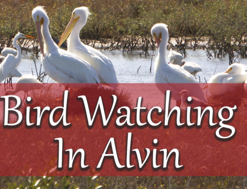 Bird Watching in the Alvin Area