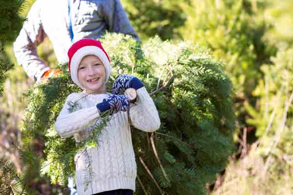 Boy picks a Christmas tree