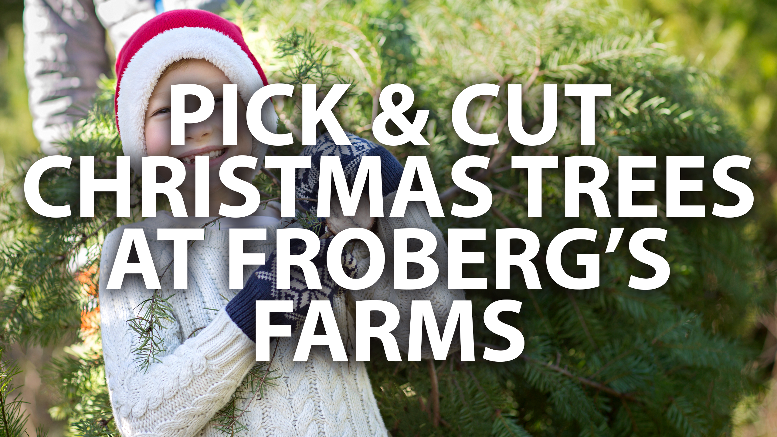 pICK AND CUT YOUR OWN CHRISTMAS TREE